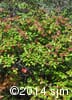 Viburnum cassinoides 1