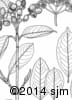Viburnum cassinoides 20