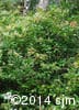 Viburnum cassinoides 2