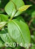 Viburnum cassinoides 3