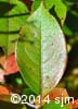 Viburnum cassinoides 4