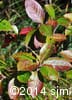 Viburnum cassinoides 5