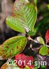 Viburnum cassinoides 6