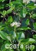 Viburnum cassinoides 7