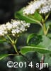 Viburnum cassinoides 8