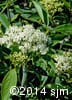Viburnum cassinoides 9