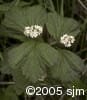 Viburnum edule flpl