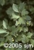 Viburnum edule frpl
