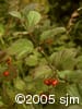 Viburnum edule frt