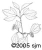 Viburnum edule ill