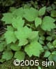 Viburnum edule lvs