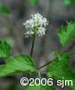 Actaea pachypoda flw