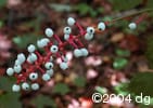 Actaea pachypoda frt