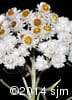 Anaphalis margaritacea 10