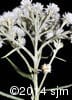 Anaphalis margaritacea 11
