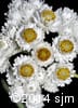 Anaphalis margaritacea 12