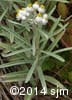 Anaphalis margaritacea 8