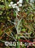 Anaphalis margaritacea 9