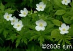 Anemone canadensis flpl