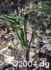 Arisaema triphyllum flpl