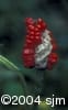 Arisaema triphyllum frt