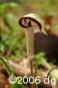 Arisaema triphyllum inf