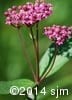 Asclepias incarnata 3
