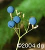 Caulophyllum thalictroides frt