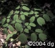 Caulophyllum thalictroides lvs