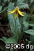 Erythronium americanum flpl