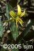 Erythronium americanum flw