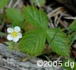 Fragaria vesca flpl
