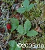Fragaria vesca frpl