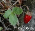Fragaria vesca frt