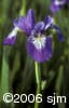 Iris versicolor flw