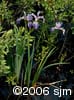 Iris versicolor hab