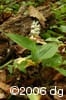 Maianthemum canadense flpl