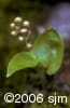 Maianthemum canadense frt