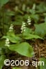 Maianthemum canadense inf