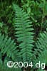 Polystichum braunii lvs