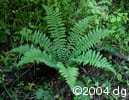 Polystichum braunii plt