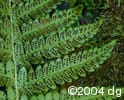 Polystichum braunii sor