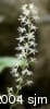 Tiarella cordifolia inf