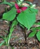 Trillium erectum flpl