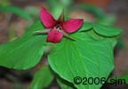 Trillium erectum flw