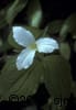 Trillium grandiflorum flpl