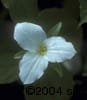 Trillium grandiflorum flw