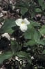 Trillium grandiflorum lvs