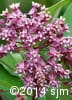 Asclepias syriaca 10