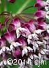 Asclepias syriaca 11